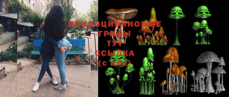 наркота  Злынка  Псилоцибиновые грибы Magic Shrooms 